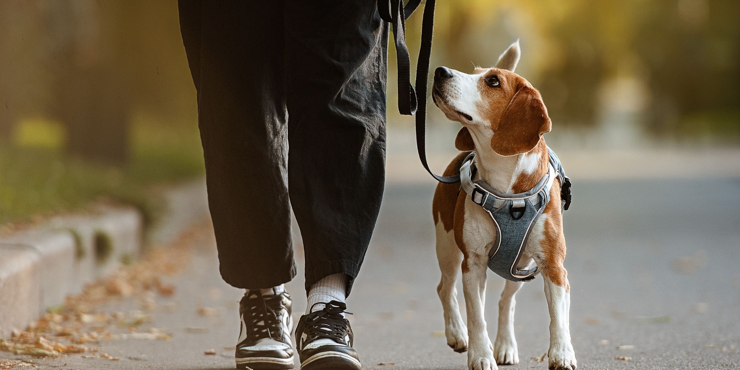 seguro para perros obligatorio